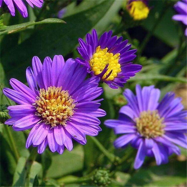 青州紫菀培育基地 价格合理紫菀种苗 紫菀培育基地