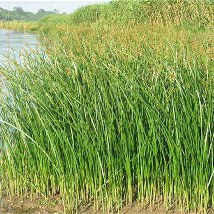 价格从优 花叶水葱 青州花卉苗木 基地供应花叶水葱