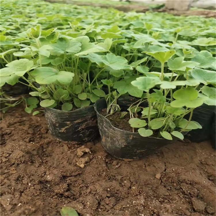 欣美大量批发 翠雀 青州花卉小苗供应 大花飞燕草价格