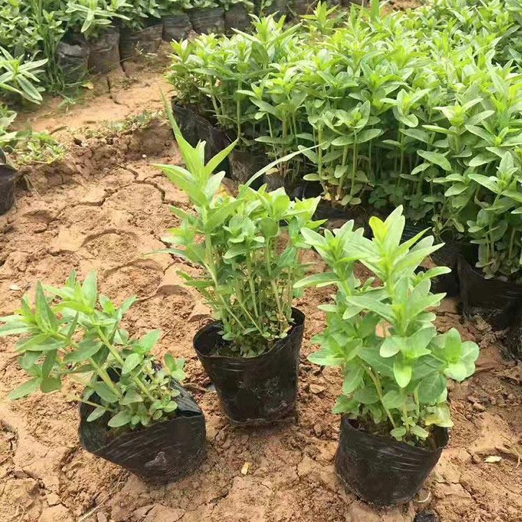 山东绿化用千屈菜 基地发货 山东千屈菜现货供应