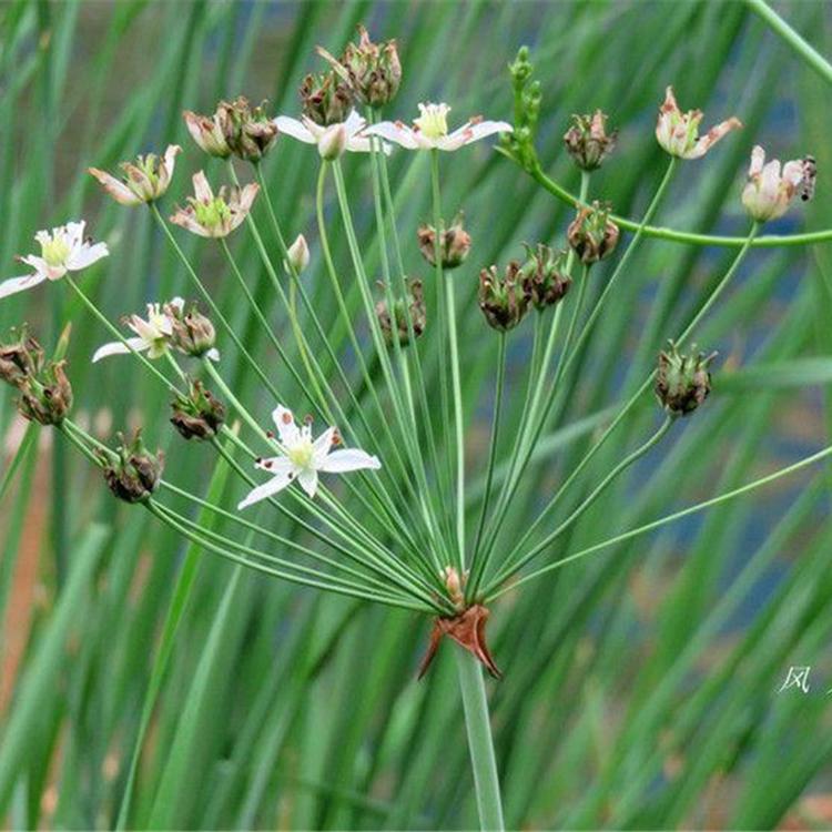 花叶水葱批发 青州花卉苗木 花叶水葱小苗 湿地周边绿化用