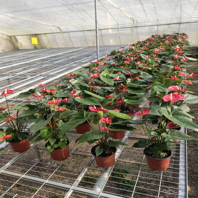 基地种植观花植物红掌 红掌大量供应 红掌盆栽