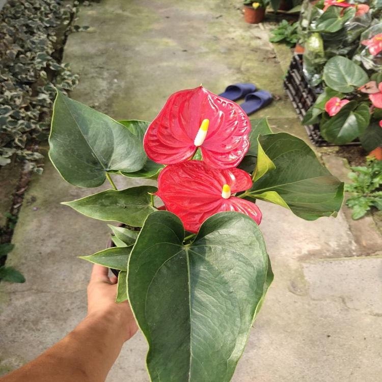 观花花卉红掌  室内观赏盆栽红掌