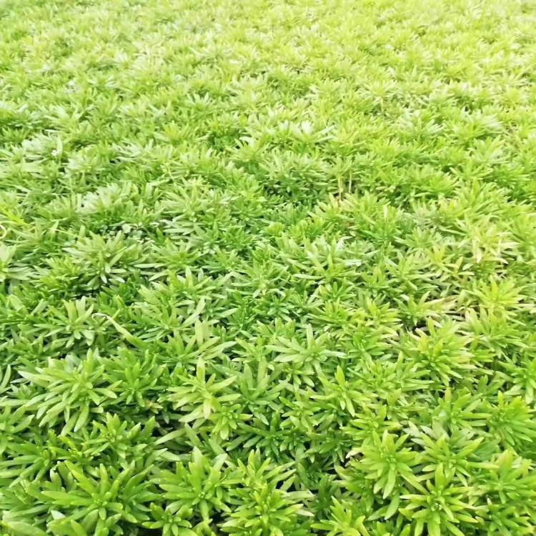 黄金条佛甲草培育出售基地苗圃直供欢迎致电青州天一花卉