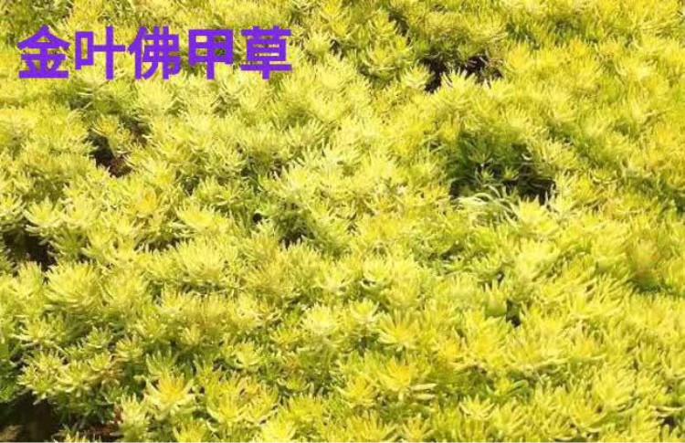 黄金条佛甲草诚信商家供货天一花卉供应优质黄金条