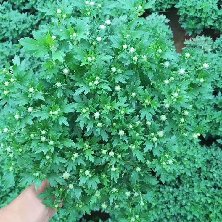 绿化国庆菊   绿化工程苗  国庆节热销  绿化租摆