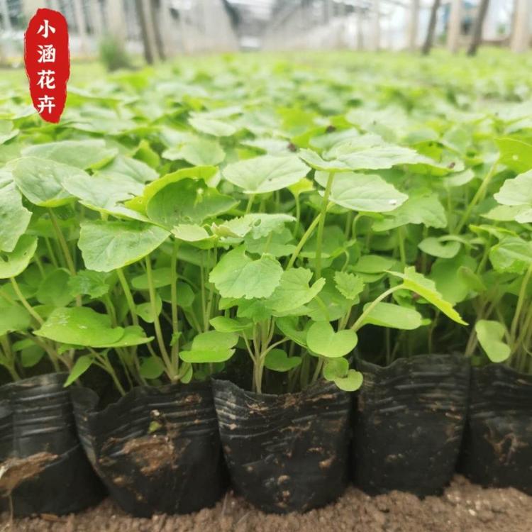 二月兰盆栽基地  诸葛菜价格  青州花卉  小涵花卉