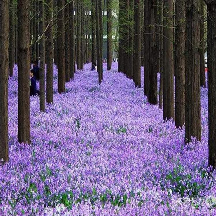 二月兰基地  优质二月兰  诸葛菜价格   青州花卉  小涵花卉