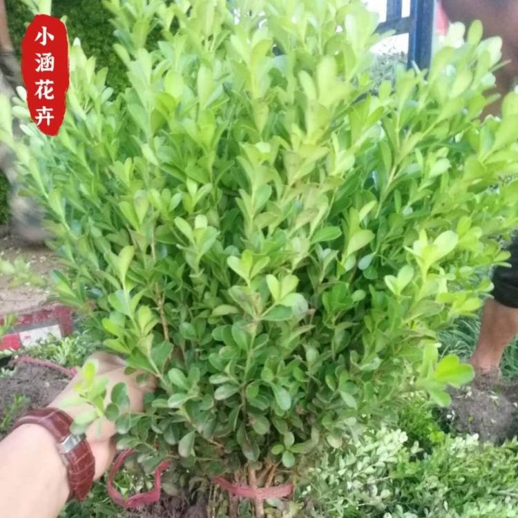 瓜子黄杨  小叶黄杨  绿化工程苗  小涵花卉
