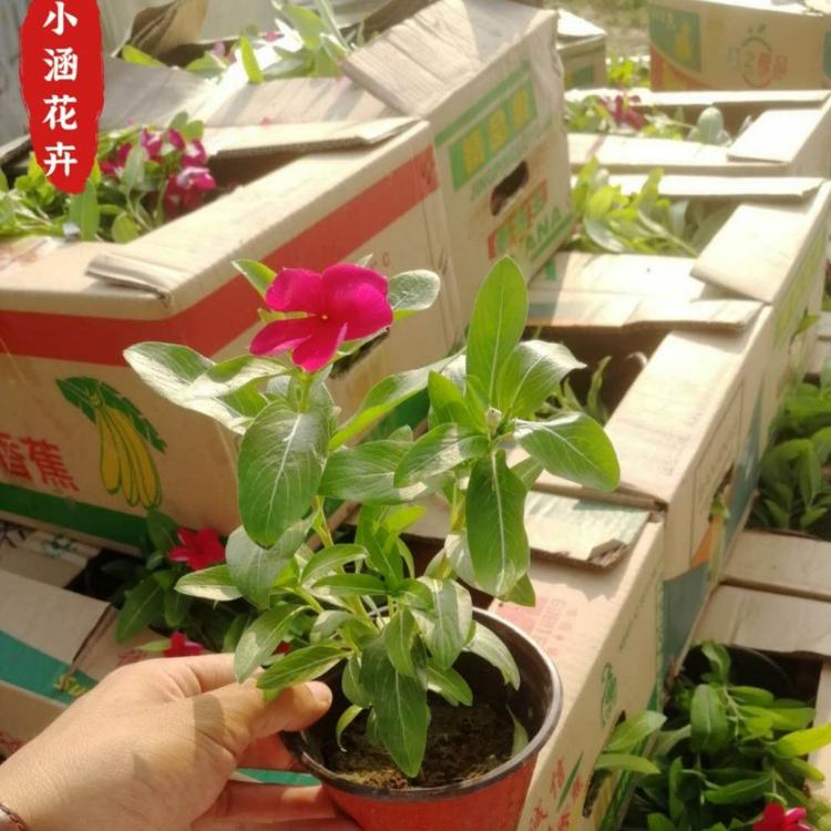 天天开价格 长春花价格   小涵花卉  花卉批发租摆  青州草花