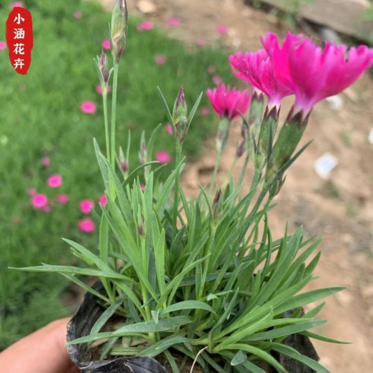 欧石竹  开花草坪 宿根花卉  小涵花卉