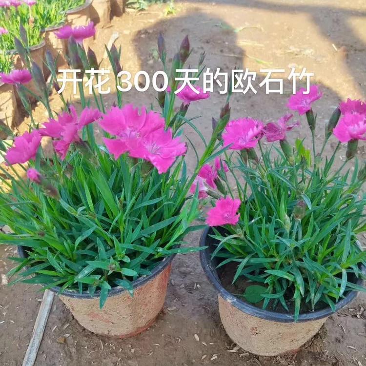 欧石竹批发  欧石竹价格    欧石竹大量现货直供 量大优惠
