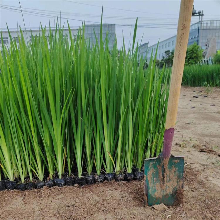 水生鸢尾幼苗 水生鸢尾工程苗 市场基地批发