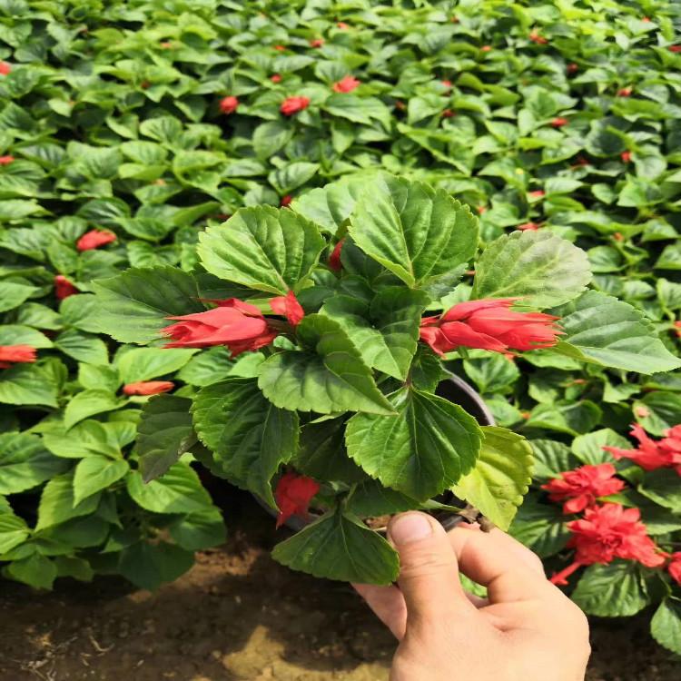 时令草花一串红现货直销青州一串红培育基地     种植户直销一串红