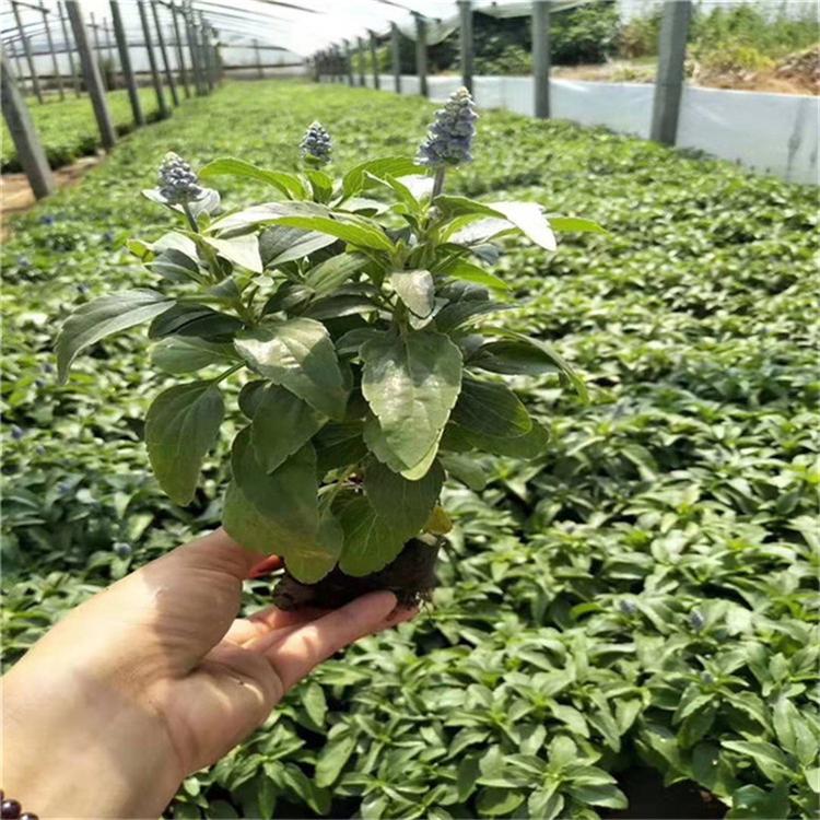 鼠尾草杯苗 鼠尾草景观工程苗 大量批发