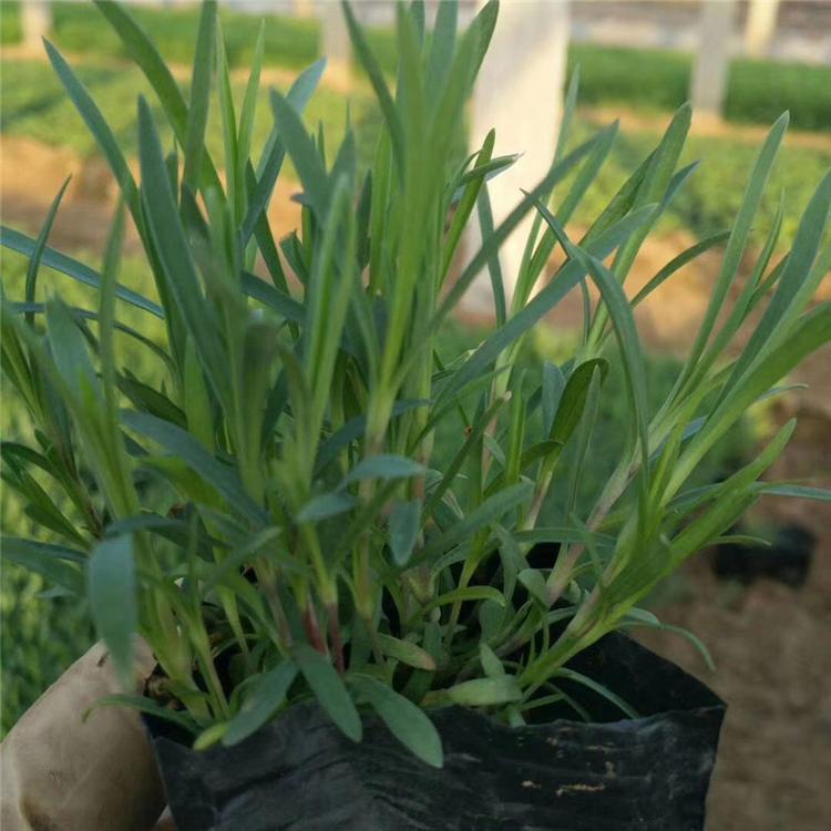 石竹幼苗 石竹时令草花批发 基地直销