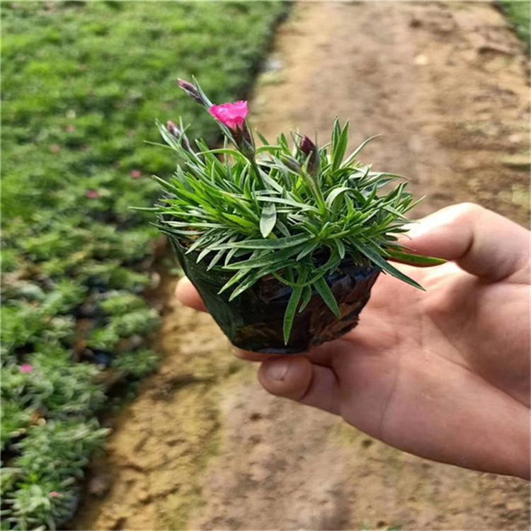 欧石竹的价格 欧石竹多年生花卉 基地直销