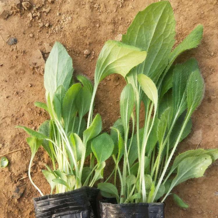 黑心菊报价 黑心菊营养杯苗 青州黑心菊种植基地