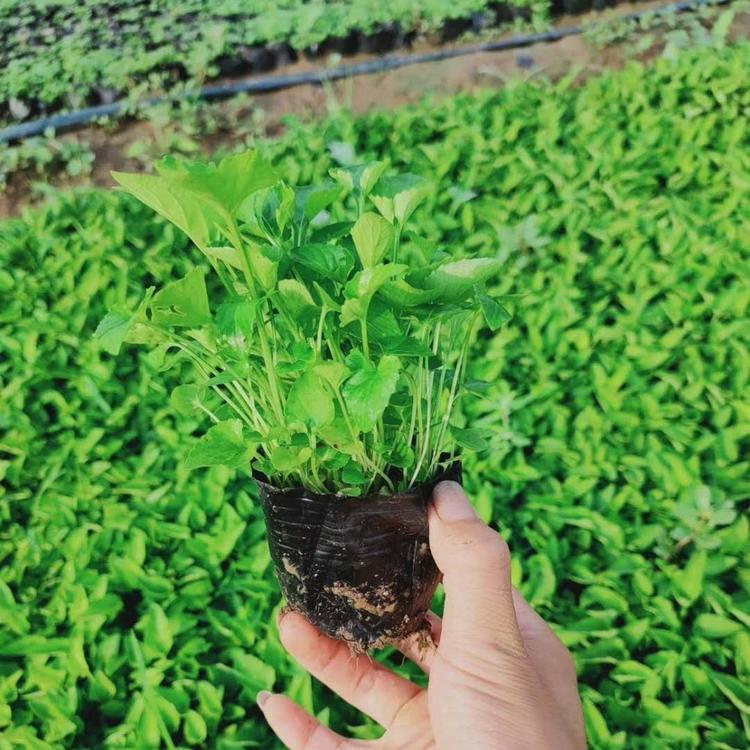 松果菊价格 松果菊杯苗 青州松果菊种植基地