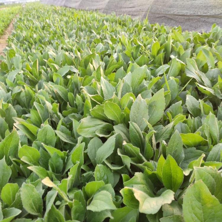 金光菊价格 金光菊杯苗 金光菊小苗