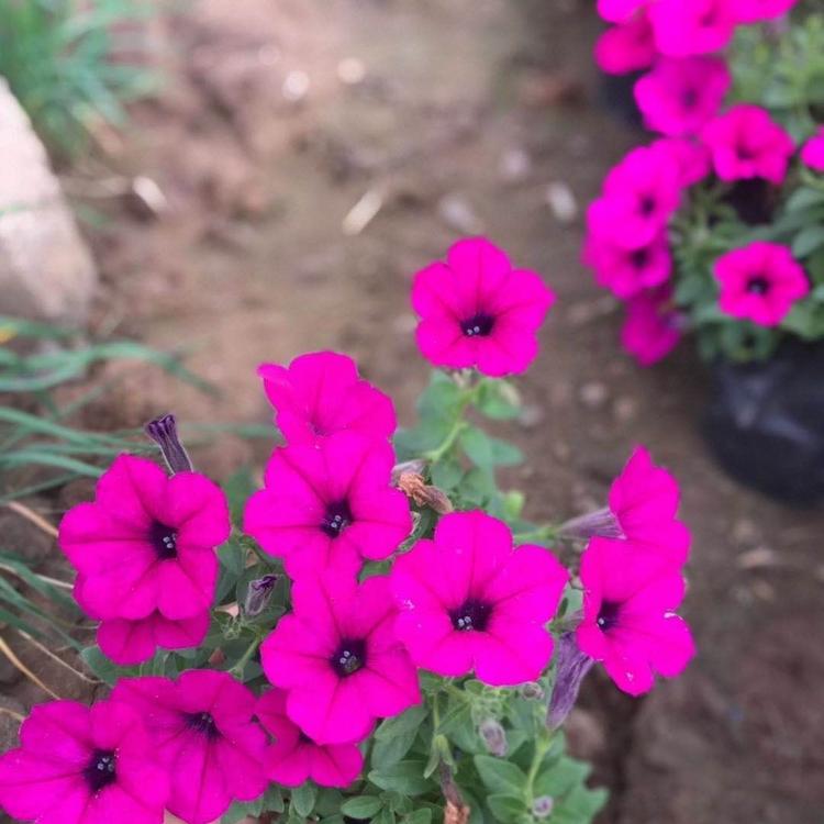 观赏盆栽牵牛花  牵牛花行情  垂吊牵牛大量供应
