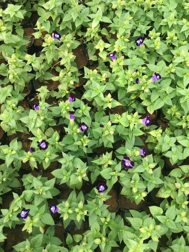 牵牛花种植基地  垂吊牵牛报价 多色牵牛花