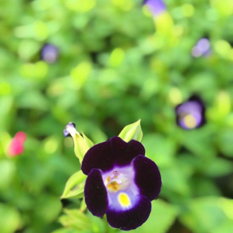 观赏盆栽牵牛花  牵牛花报价  垂吊牵牛批发商