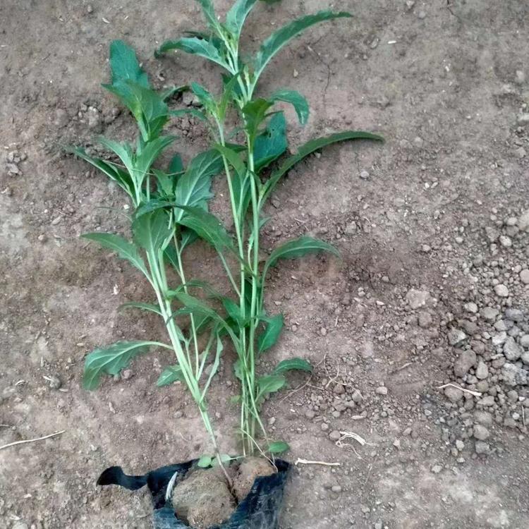 美丽月见草杯苗 美丽月见草价格 青州美丽月见草种植基地