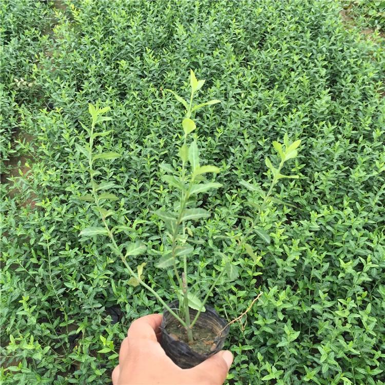 常绿苗木大叶扶芳藤  大叶扶芳藤种植基地  扶芳藤价格
