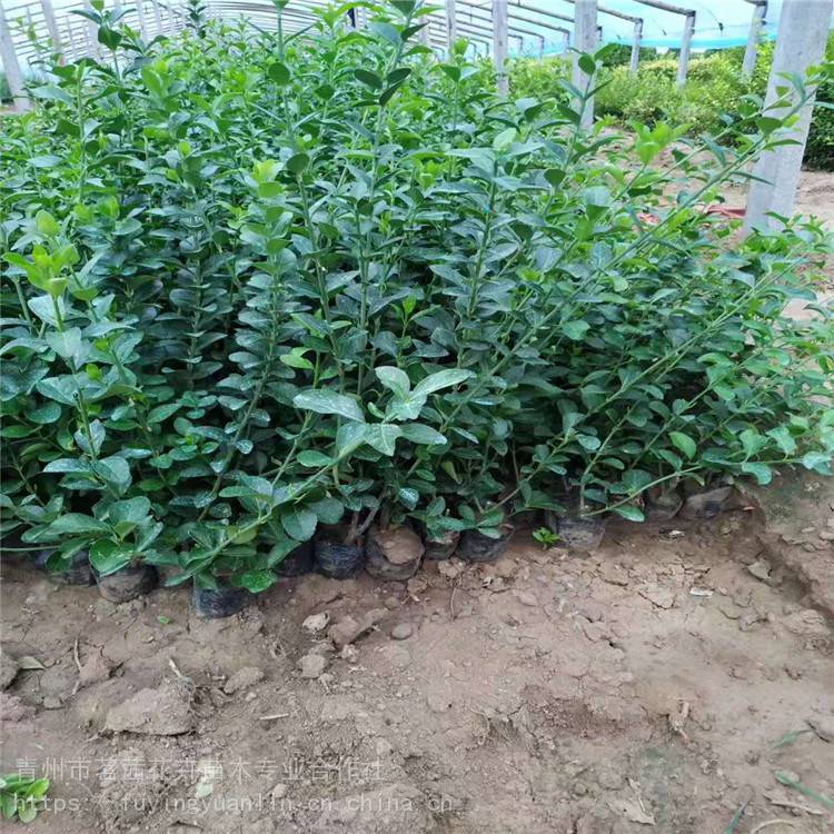基地直售大叶扶芳藤  大叶扶芳藤种植基地  扶芳藤报价