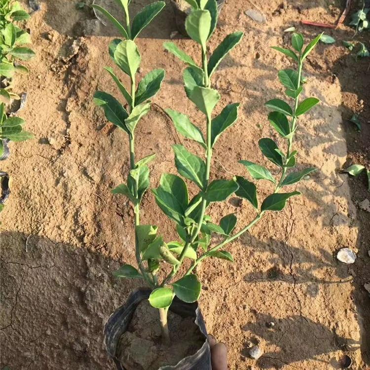 大叶扶芳藤小苗易成活  扶芳藤供应