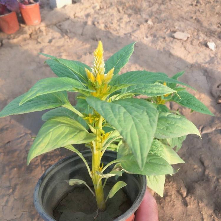 基地直发一支笔  鸡冠花报价  量大优惠