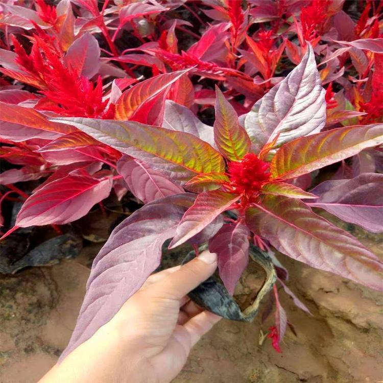 小区绿化 一支笔  鸡冠花报价  量大优惠