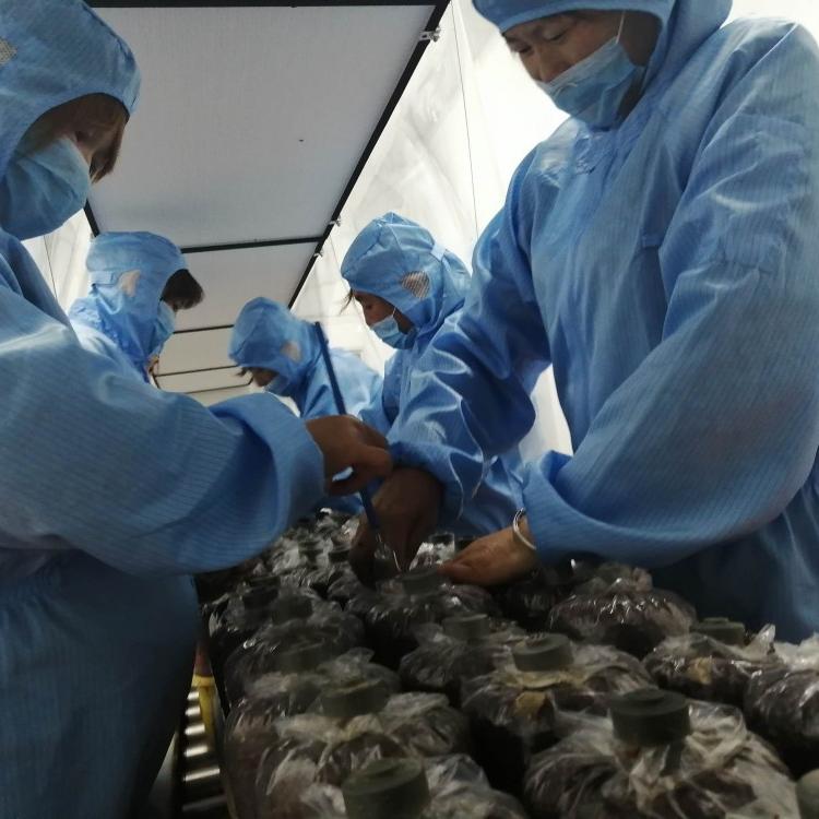 菌厂直供羊肚菌菌种 栽培种 营养包每亩用量2000元 送种植技术