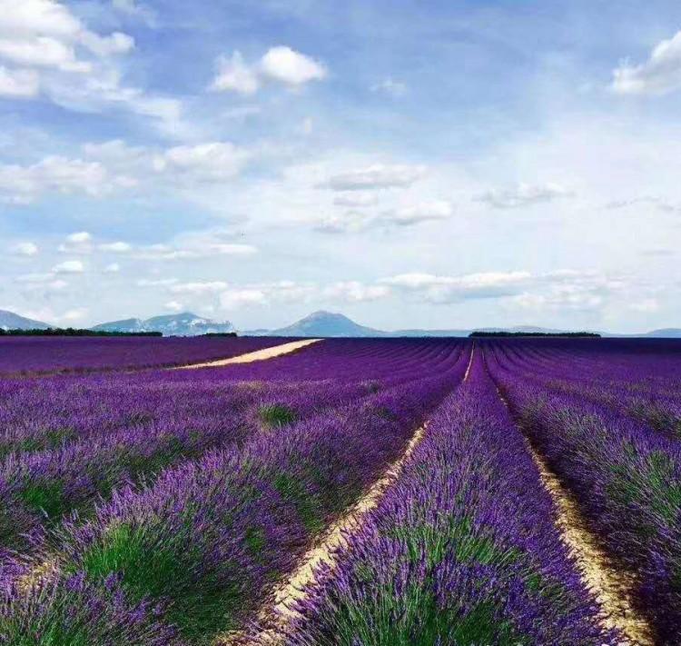 基地培育薰衣草  薰衣草价格  薰衣草基地供应
