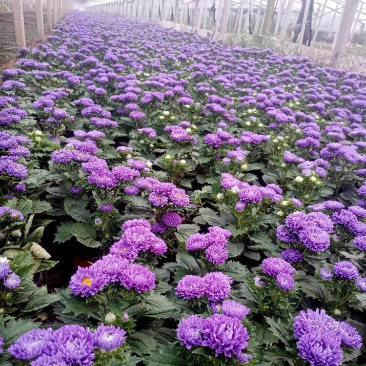 山东草花基地    国庆菊 红色黄色    翠菊批发    雅林基地直供