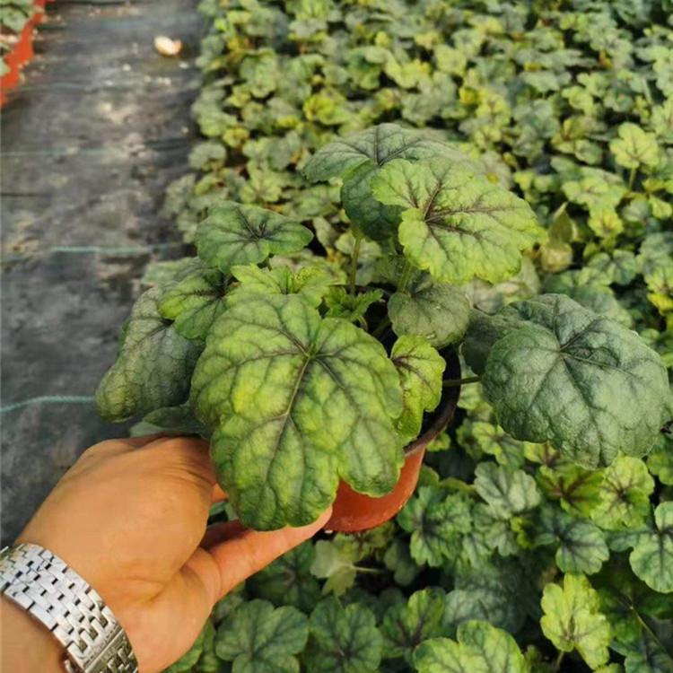 辽宁矾根报价 矾根栽植基地