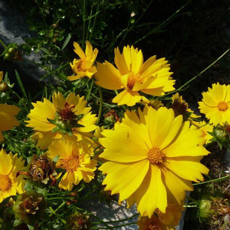 青州金鸡菊价格 金鸡菊培育基地 花卉种植基地批发