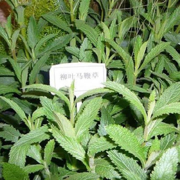 苍原马鞭草种植 马鞭草批发基地 柳叶马鞭草批发商