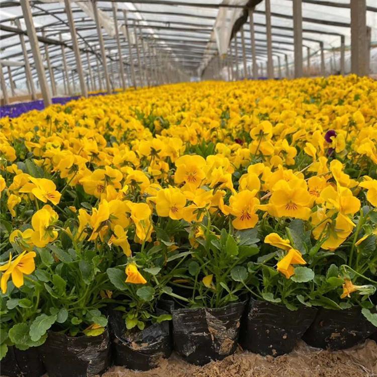 南方冬季草花种类 湖南草花基地 湖南草花批发
