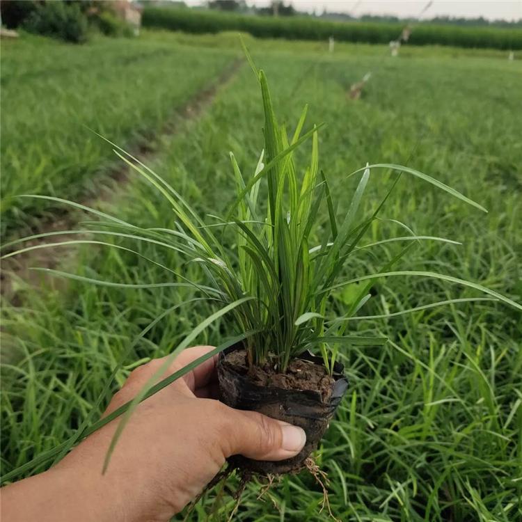 麦冬草 山东麦冬供应 大量批发麦冬草