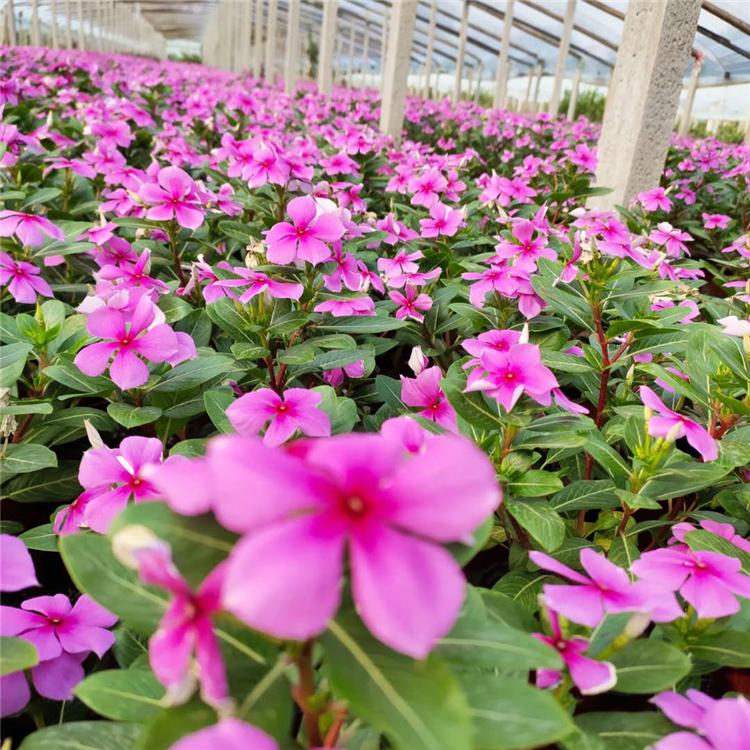 双色盆长春花报价 大量批发山东双色盆长春花