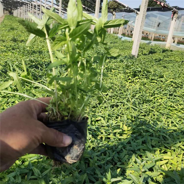 销售千屈菜 宿根草花基地 山东千屈菜小苗
