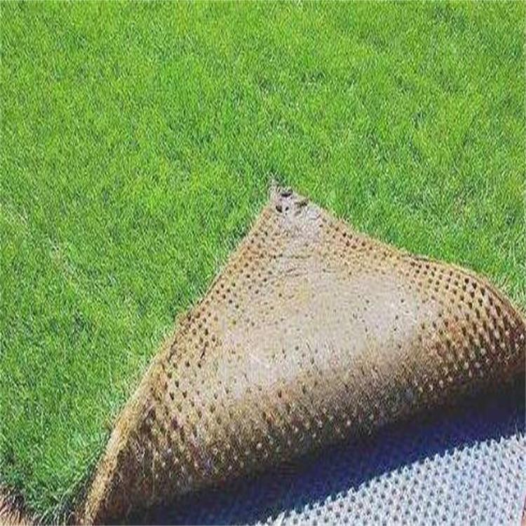 成都百慕大草坪 坪真草坪草皮批发 草坪基地