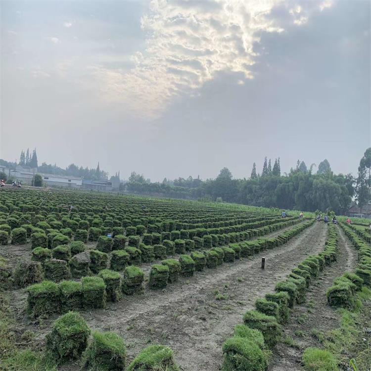 四川草坪 四季青草坪_厂家直销_批发价格_草坪种植基地