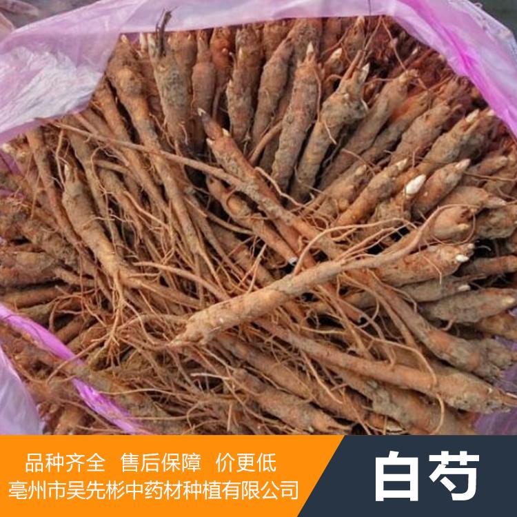 白芍苗 白芍种子 投入小_回报高