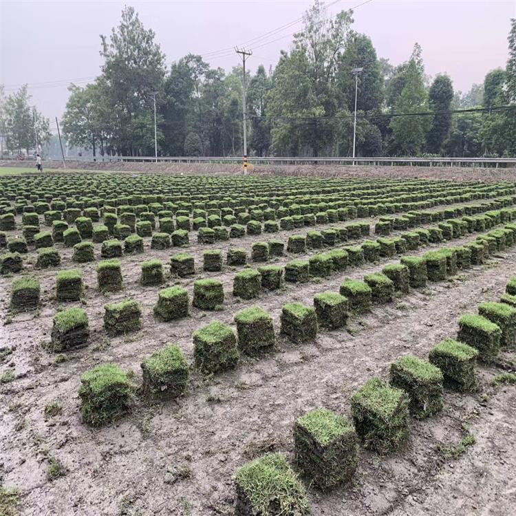 富榛花卉草坪 台湾二号草坪  成都台湾二号草坪种植坪批发 草坪种植基地 欢迎咨询