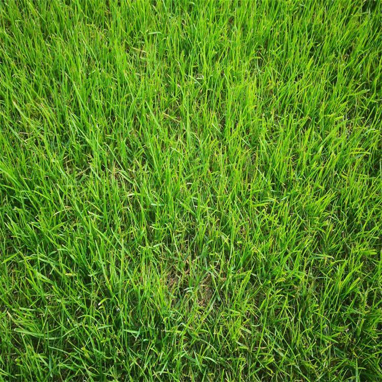 成都混播草坪厂家 富榛花卉混播草坪 四川台湾二号草坪批发 厂家供应