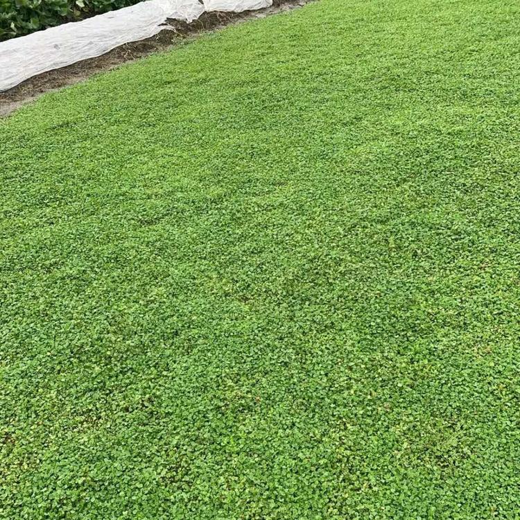 成都马蹄金草坪厂家 富榛花卉剪股颖草坪 四川台湾二号草坪批发 厂家供应