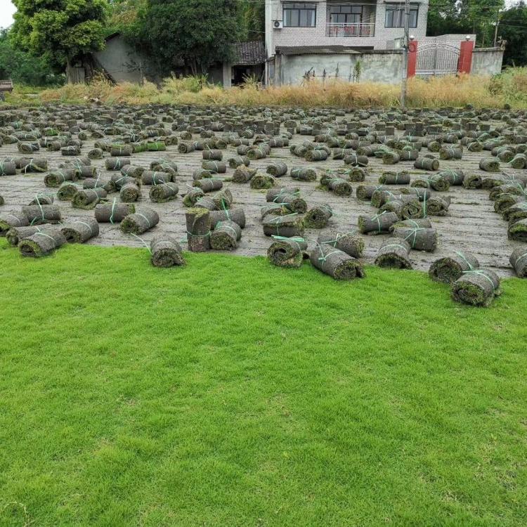 成都台湾二号草坪厂家 剪股颖草坪 四川台湾二号草坪批发 欢迎咨询